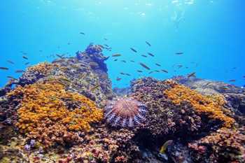 Caño Island Snorkeling